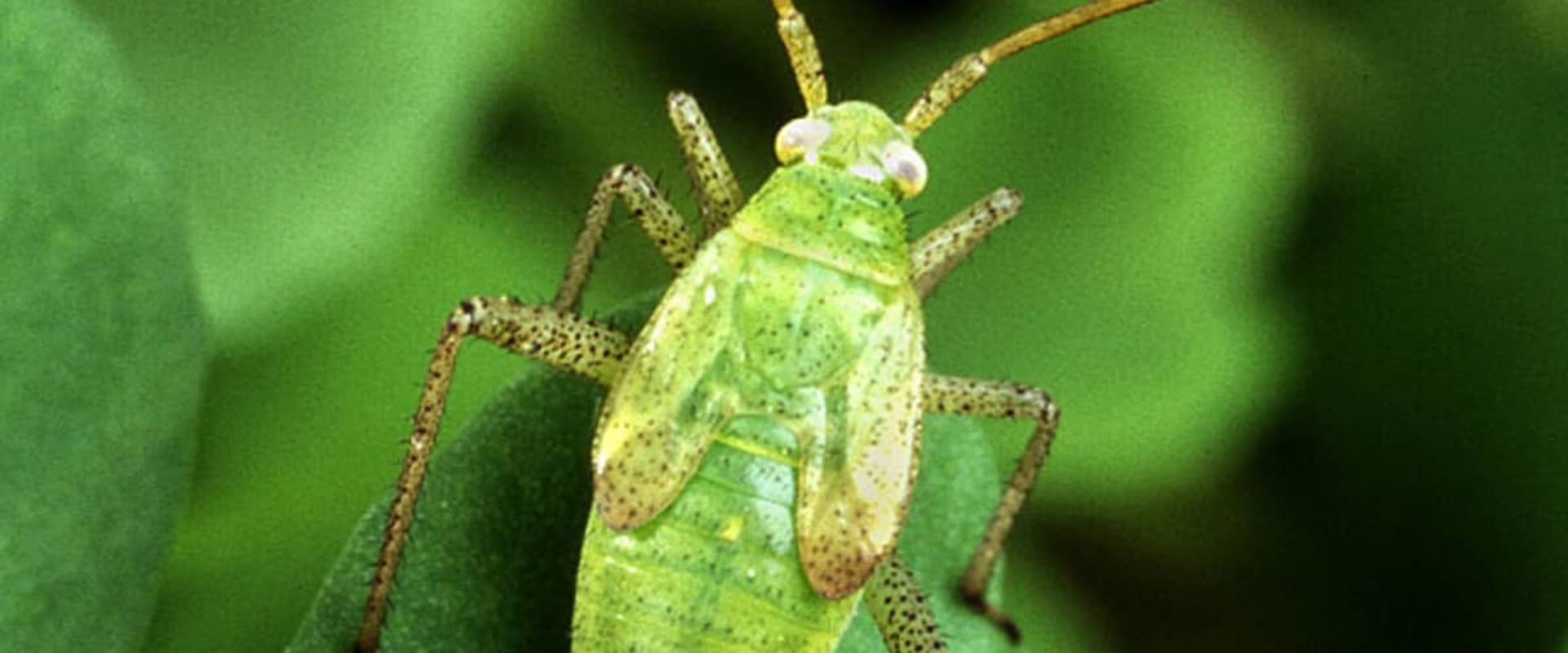 What are the advantages and disadvantage of using biological control?